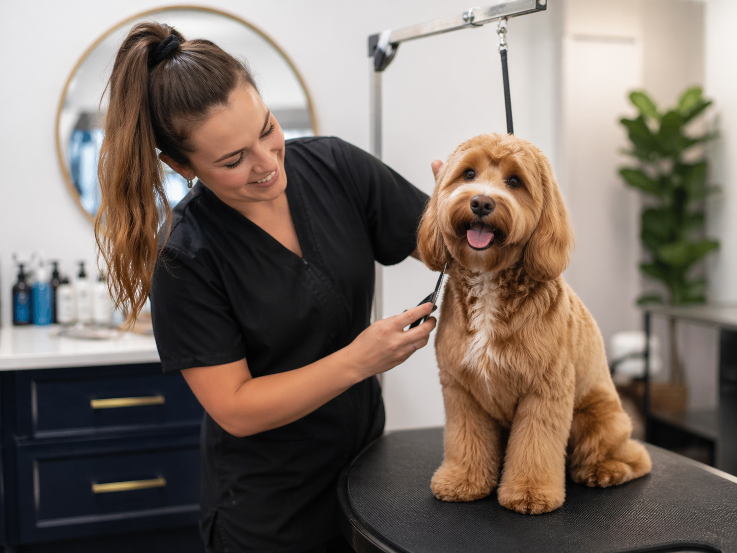 Professional dog grooming studio